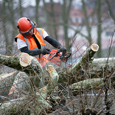 Sergios Lawn Services's Tree Service Gallery