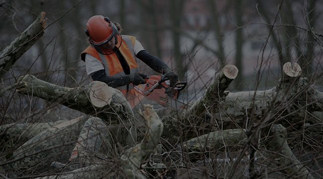 Phoenix Tree Service