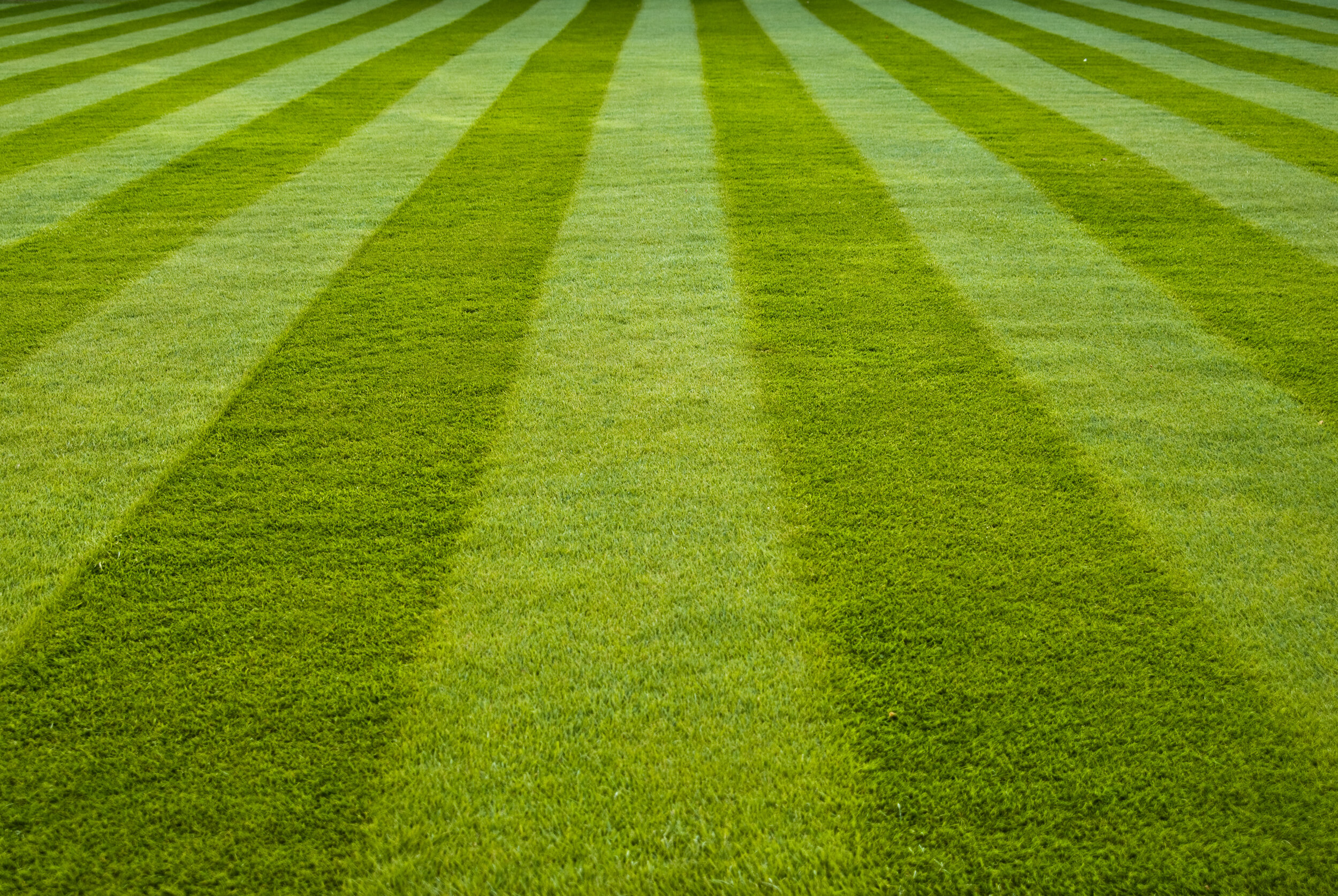 Fertilization for a Green and Healthy Lawn: How Sergio’s Lawn Services Keeps Your Yard Thriving